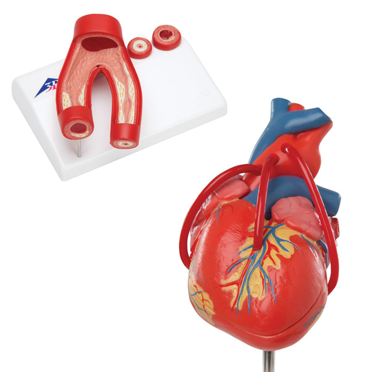 Anatomiuppsättning Hjärta